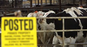 Mad Cow Not a Suspect In Fatal Marin Illness