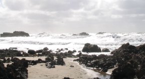 State Not Lured By "Sea Kitten" Beach Idea