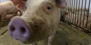Swine Flu in San Diego, Kansas, Texas, Maybe NY