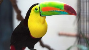 South American Tropical Rainforest and Aviary Exhibit Opens at San Francisco Zoo