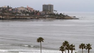 Mayor Vows to Wipe Out La Jolla Bird Stench