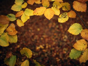 Fall Foliage, California-Style