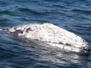 Mendocino Whale Festival