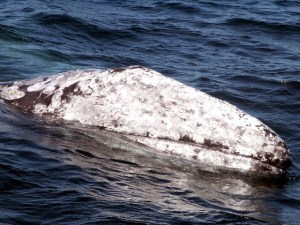 Whale Watching by Horseback