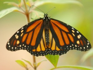 Monarch Beauty in Pacific Grove