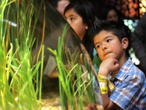 Día del Niño at Monterey Bay Aquarium