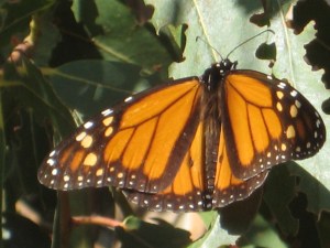 California Western Monarch Day