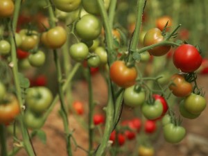 Tomato Time at Love Apple Farm