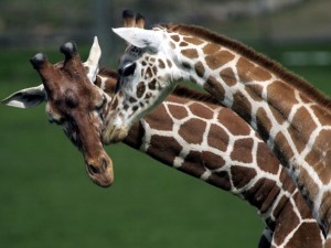 Wild Jungle Love at Safari West