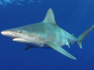 Shark Days at Monterey Bay Aquarium