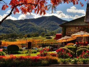 Fall in Yountville