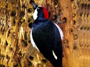 woodpecker