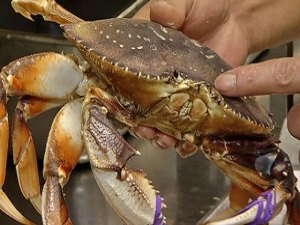 Crab Feeds at Tides Wharf