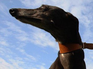 Greyhounds Gather