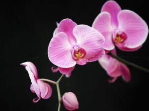 Santa Barbara's Orchid Extravaganza