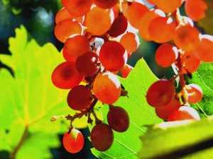 Madera Wine Trail's Wine & Chocolate Weekend