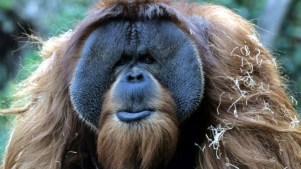 Absolutely Apes