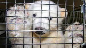 Cute Polar Bear Cub at Play