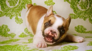 Cleft Palate Puppy an Internet Sensation