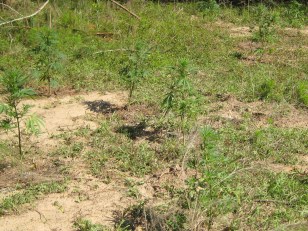 Pot Growers Tending "Poached" Land
