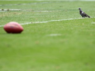 Pigeon Joins Raiders to Soar Past Eagles