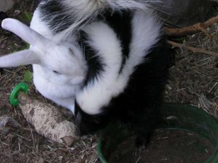 Love Stinks: After Skunk Passes, Bunny Dies of "Broken Heart"