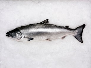 Fishermen Iced Over Salmon Rules