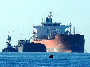 Oil Spill Spreads to Wildlife