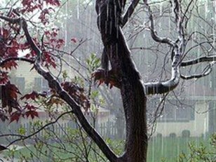 Heavy Downpour Shocks Bay Area