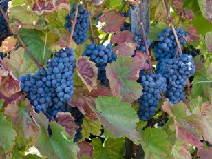 Sun-Drenched Crime Spree in Wine Country