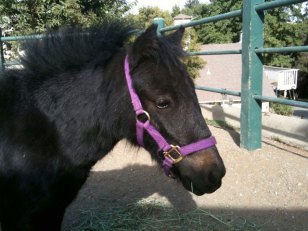 Mini Horses Settling Into New Digs
