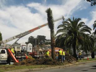 Local Palm Enthusiasts are Enthusiastic About Palms