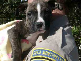 Puppies Found in Monterey County Dumpster