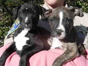 Puppies Trashed in Monterey