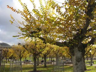 Tree Huggers to Descend on San Francisco