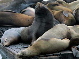 City to Sea Lions: Keep Out!