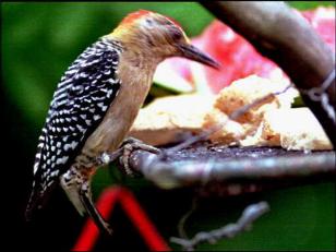 Pesky Peckers Pose Problems for Rossmoor Retirees