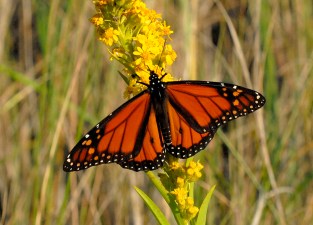 Welcome Back Monarchs Day