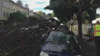 Large Ficus Tree Falls Near North Beach, Prompts Response From City Supervisor