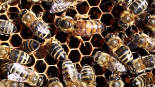 Record Drought Saps Honeybee Production
