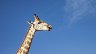 Woman Cited for Climbing Into Zoo's Giraffe Pen