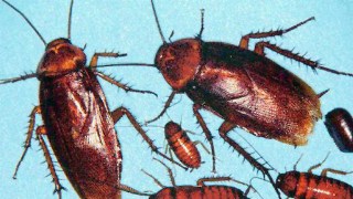 San Francisco Zoo Offers Scorpions and Cockroaches for Valentine's Day Gifts