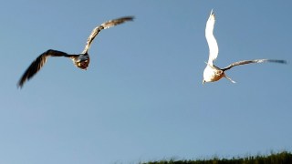 Massachusetts Man Sues Neighbor Over Seagull Mess