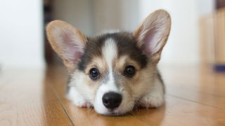 Dogs and Apartments: How to Make It Work