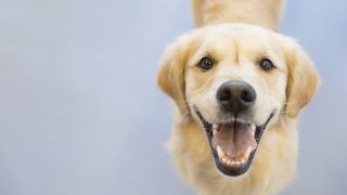 Top Dog Friendly Restaurants in the Bay Area