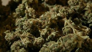 Claim: Researcher's Dog Poisoned By Pot Growers