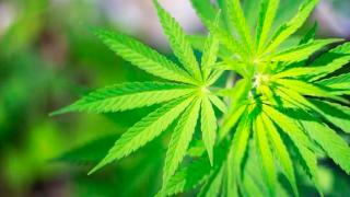 Prosecutors: California Marijuana Grow Harmed Land