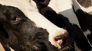 Adorable Danville Calf Has Identity Crisis, Thinks He's A Dog