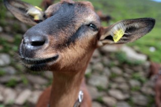 Richmond Turns to Goats to Deter Dumping
