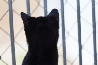 California Women Call Police Over Cat's Furry Fury